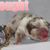 Standard to XL Tri Merle American bully puppies