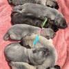 Beautiful German Shepherd Puppies