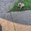 Fluffy Frenchie
