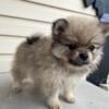 Lily teacup Pomeranian puppy