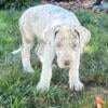  Lilac Merle Great Dane Puppy * ~ in Michigan 