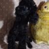 Poodle mini females ckc