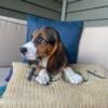 Beagle Puppy - Female AKC