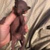 5 beautiful sphynx babies