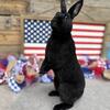 Mini Rex and Rex Rabbits 