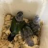 Bird. Green cheek, baby, adults ready for breeding