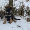 West German Shepherd puppies 