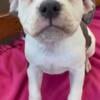 American Bully Pitbull Terrier Mix Puppies for Sale