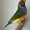 Gouldian Finch