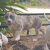 Brindle Merle Pocket Female