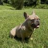 Female French bulldog puppy 