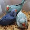 Indian Ringneck Parakeets