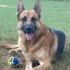 AKC Proven German Shepherd Stud