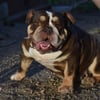 Adult AKC Chocolate Tri mini English Bulldog Female