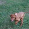 Irish Setter puppies