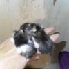 Contact for availability - American fancy pet / show, Angora, Frizzle, Rex, Texel, Manx,