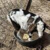 Nigerian Dwarf Kid