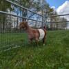 Yearling Show ABGA Paint Boer Doe