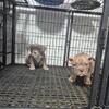 Exotic Bully Males