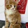 MAINE COON poly orange boy