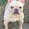 Blue cream French bulldog crate trained ready to go adult loving home