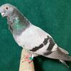 Valencian Figurita Pigeons