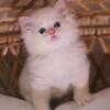 TICA Ragdoll Kittens 2 males, 1 Red Sepia & 1 Red Mink Cherubim Ragdolls