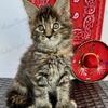 The cutest MAINE COON kitten