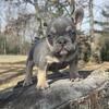 1 female blue tri available