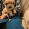 Selling Dog