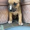 American Pitbull Terrier male for sale