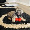 4 month old male imperial shih tzu puppy