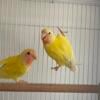 Minnesota, Lovebirds to rehome $130 each