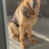 7 Year Old Male German Shepherd For Free. Needs New Home