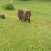 SWEET 7 MONTH OLD CHOW PUPPY (  IN VIRGINIA )