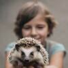 Hedgehogs Available. Find yours today!