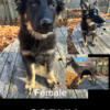 German Shepherd Working line Puppies Bicolor and Black sable