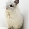 5 Month Old White Mosaic Royal Persian Angora (RPA) Male Chinchilla