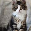 Maine Coon Male Kitten European Import WORLD CHAMPION SIRED!  All DNA Tests Negative Florida Heath Certificate