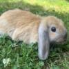 Baby holland lop bunnies for sale