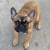 Frenchie puppy for sale