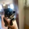 Chorkie puppies for sale