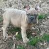 Frenchie for sale re-home