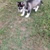 Beautiful siberian husky puppy