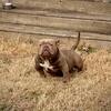 Lilac Micro male available  with crazy pedigree