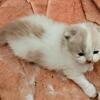 Persian Kittens available doll face