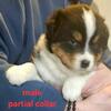 9 wk old Australian Shepherds