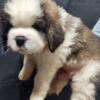 AKC Saint Bernard