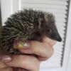 PEDIGREE LESSER TENRECS