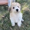 Puppy - Male Yorker - Bichon YorkChon puppy Sammy